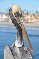 Oceanside Pier�